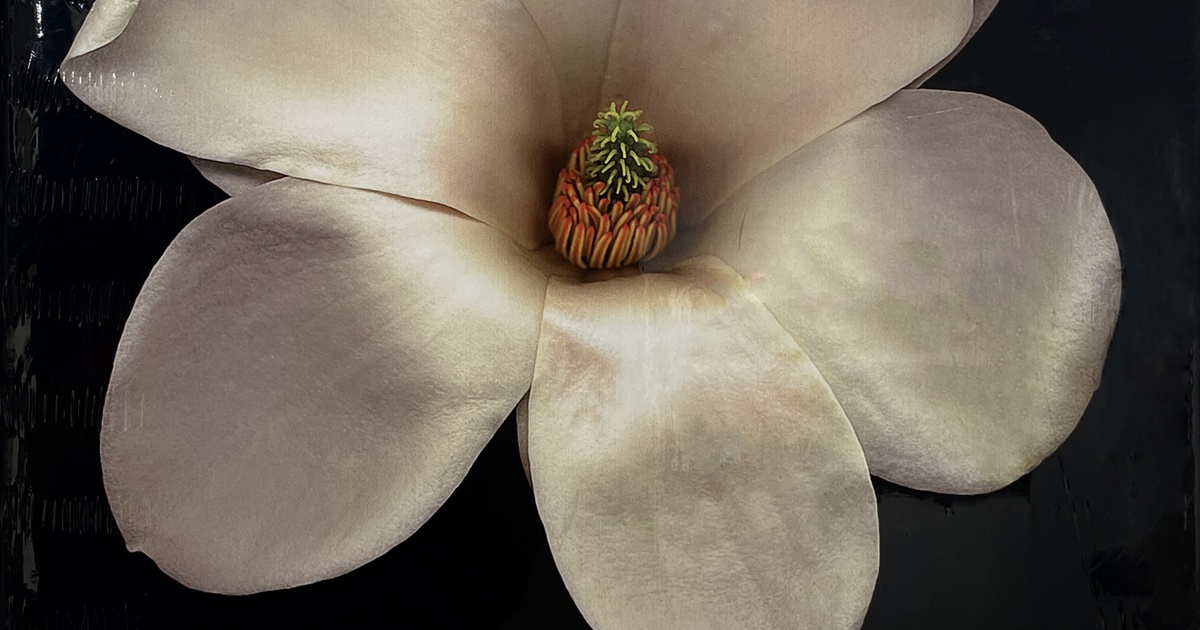 Publication: One Hundred Flowers - Harold Feinstein | Robert Klein